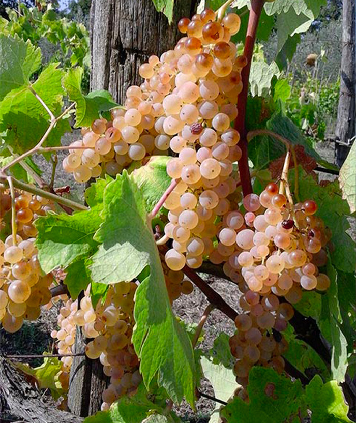 Cantina di Montefiascone Società Cooperativa Agricola