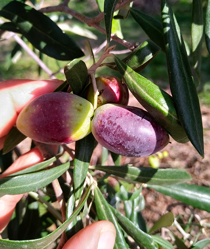 Diamante Verde di Antonio Tombolillo